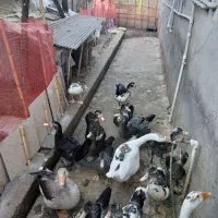 تعدادی اردک اسرائیلی و غاز