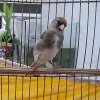 سهره سرسیاه نر دهن زن دوتا جوجه کرمونی|پرنده|شیراز, احمدآباد|دیوار