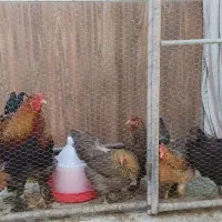 فروش مرغ و خروس یک ساله تخم گذار