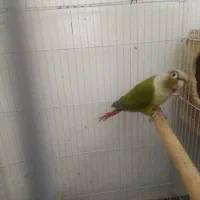 طوطی گیرینچیک