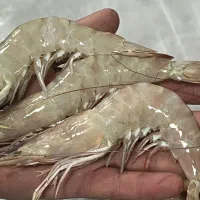 ماهی و میگو صید روز|ماهی|فیروزآباد (فارس), |دیوار