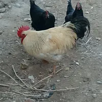 تخم مرغ خانگی