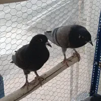 کبوتر هفترنگ