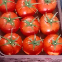 گوجه فرنگی تناژ