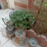 گل طبیعی باگلدان|گل و گیاه طبیعی|کرج, شهرک دریا|دیوار