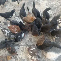 نیمچه گلین
