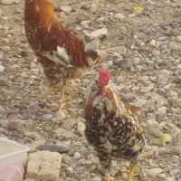 فروش فوری خروس