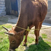 ورزاکوله چالوسی