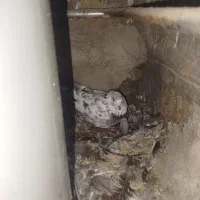 ۷ عدد کبوتر چیل وسیاه