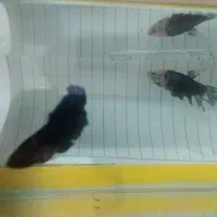 ماهی فایتر|ماهی|قم, نخودی|دیوار