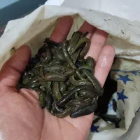 زالو صیدی و پرورشی