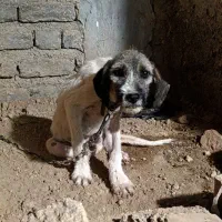 سگ شکاری ترافل حرفه ای|سگ|فراغی, |دیوار