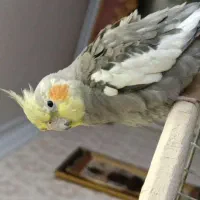 عروس هلندی گم شده|پرنده|خاش, |دیوار