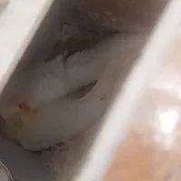 یک جفت عروس هلندی|پرنده|سراب, |دیوار