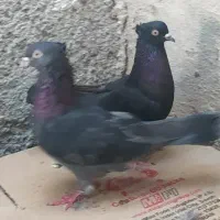 کبوتر چپه گره جفت سیاها