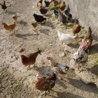 فروش مرغ کلین تخم گذار|حیوانات مزرعه|الیگودرز, |دیوار