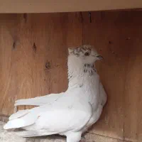 کبوتر تهرانی