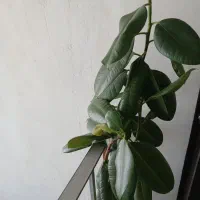 گل گوش فیلی|گل و گیاه طبیعی|کرمانشاه, |دیوار