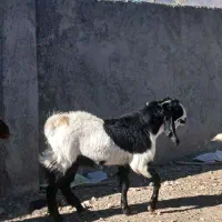 فروش یک عدد بزغاله چاق وسالم|حیوانات مزرعه|بسطام, |دیوار