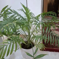 گل طبیعی