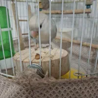 کوتوله|پرنده|اصفهان, جنیران (لادان)|دیوار