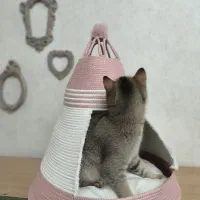 جای خواب گربه