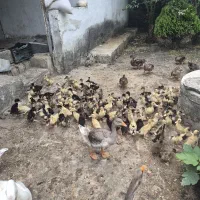 جوجه اردک قیمت مناسب