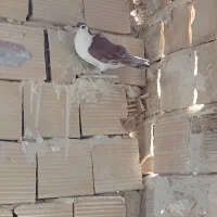 کبوتر|پرنده|بردسکن, |دیوار