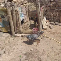 مرغ و خروس|حیوانات مزرعه|قزوین, |دیوار