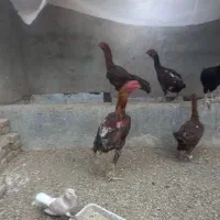 مرغ و خروس لاری و مرغ و خروس مینیاتوری