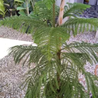 گل آپارتمانی|گل و گیاه طبیعی|قم, زاد|دیوار