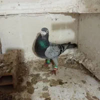 کبوتر یا پرنده ۲عدد|پرنده|مشهد, سمزقند|دیوار