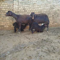 دوراس‌میش‌بره‌