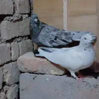 یجفت کبوتر|پرنده|یاسوج, |دیوار