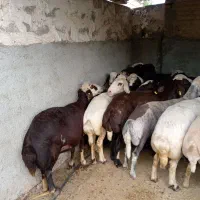 26 راس میش درجه یک بدون بره  بروجردی