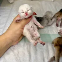 اسکاتیش و بریتیش جهت رزرو