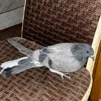 کبوتر پلاکی ، مفلق اصفهانی|پرنده|نجف‌آباد, جعفرآباد|دیوار