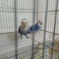 طوطی برزیلی