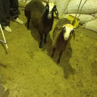 بره|حیوانات مزرعه|کوهدشت, |دیوار