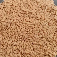 فروش گندم
