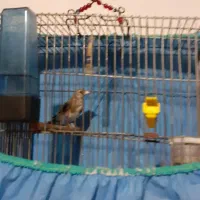 سهره نا خون سفید|پرنده|همدان, |دیوار