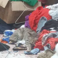 واگذاری|گربه|بندرعباس, |دیوار