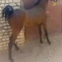 کره‌ترکمن