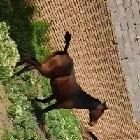 کره مادیان چهار قلم سفید یکسال و نیمه