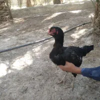 ماکیان|حیوانات مزرعه|سراوان, |دیوار