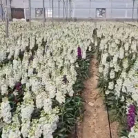 کارگر گلخونه