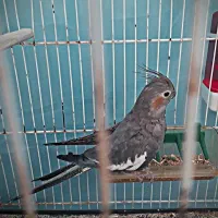 عروس هلندی جوجه و دستی|پرنده|مشهد, جاهد شهر|دیوار