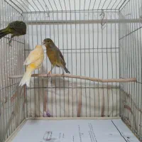 جوجه قناری و عروس هلندی