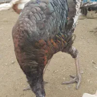 بوقلمون برنز سینه پهن انگلیس فروشی|پرنده|قائمشهر, |دیوار