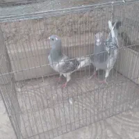 کفتر یا کبوتر پلنگ|پرنده|گلزار, |دیوار